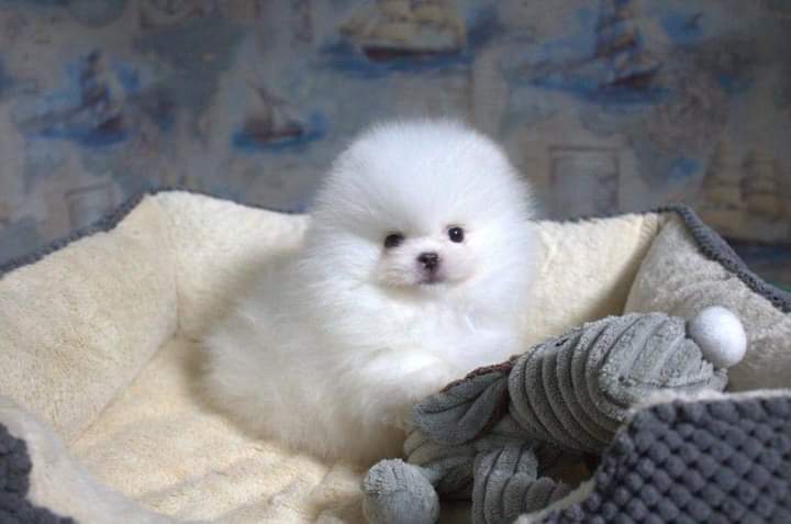 pomeranian mini