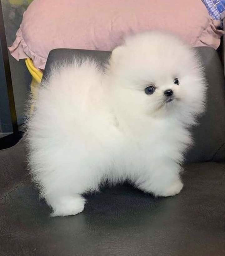 pomeranian mini
