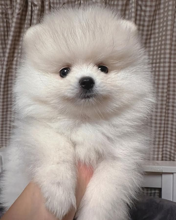 pomeranian mini