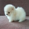 pomeranian mini
