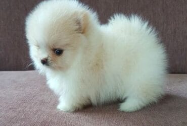 pomeranian mini