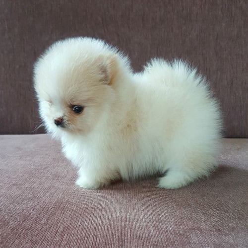 pomeranian mini