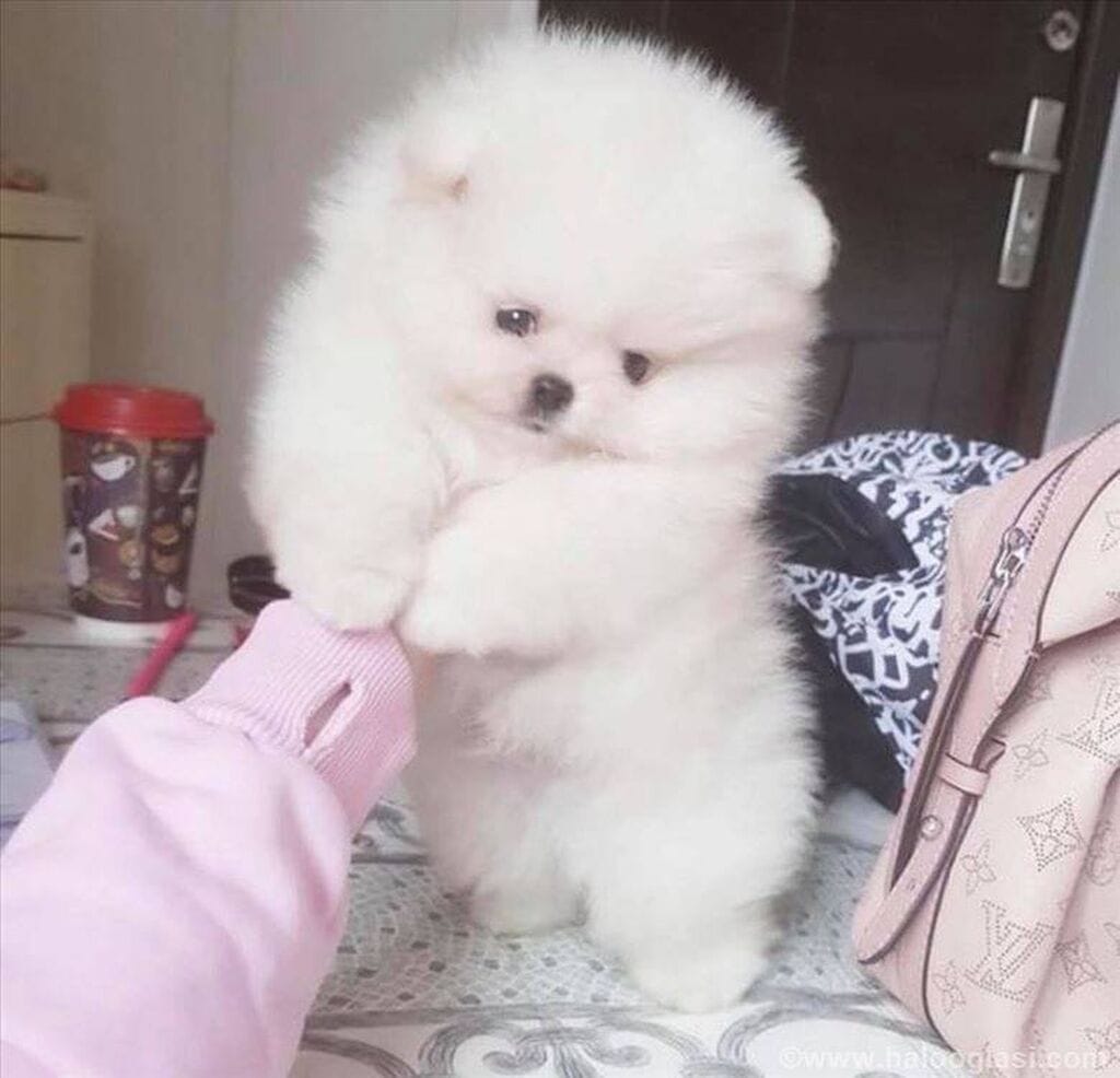 pomeranian mini