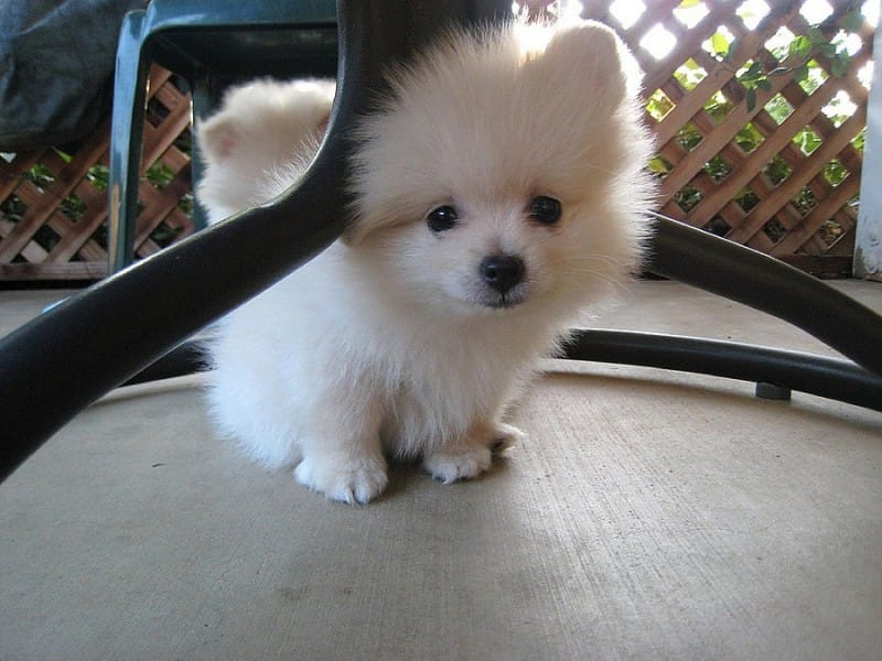 pomeranian mini
