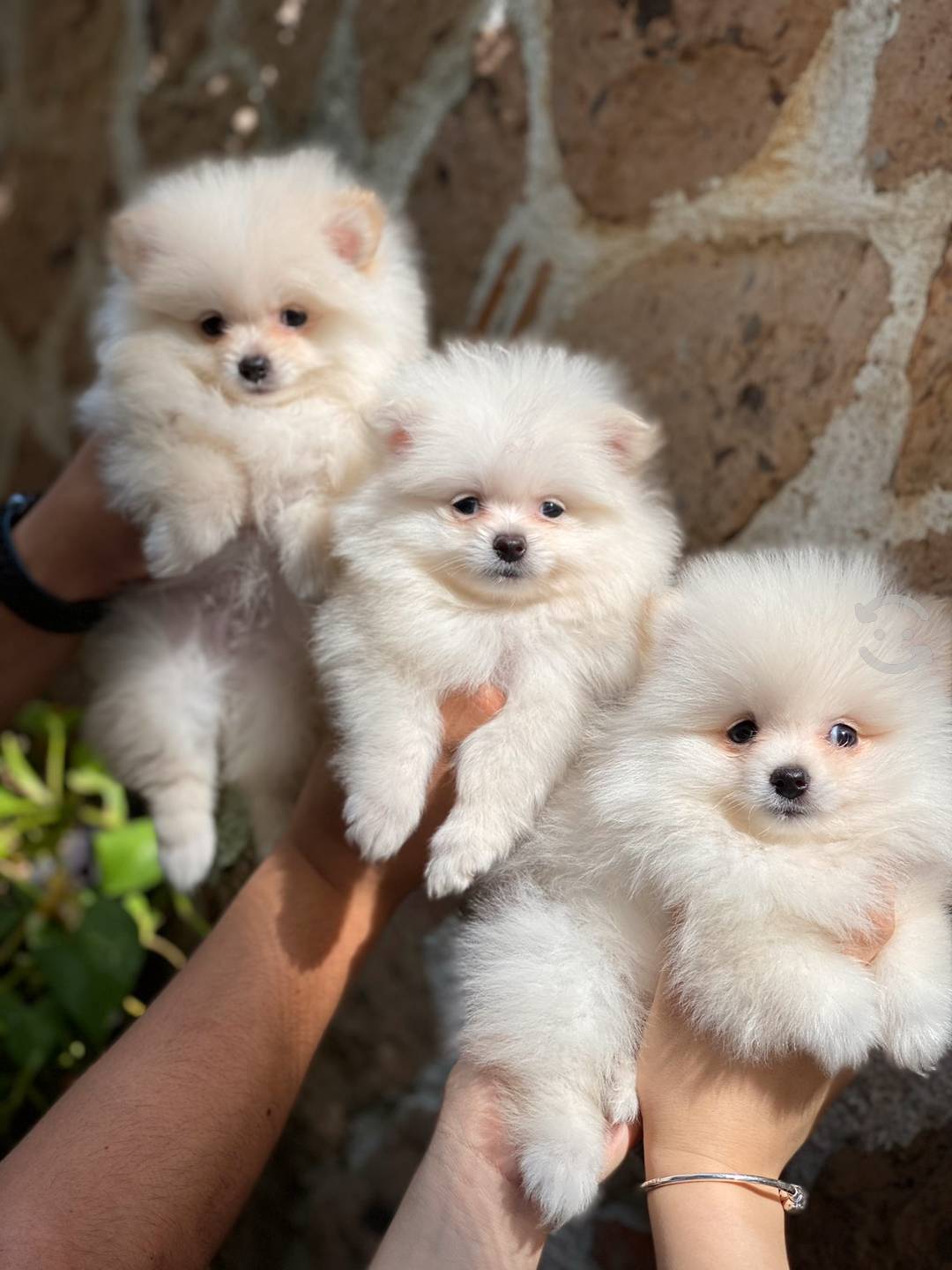 pomeranian mini